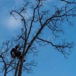 Protect Your Home with Professional Tree Services