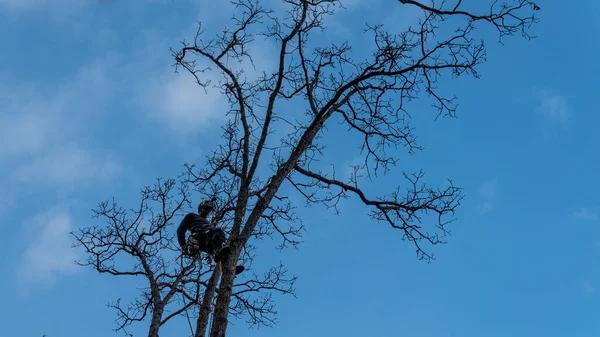 Protect Your Home with Professional Tree Services