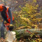 Local Springfield Tree Removal Services for Any Size Job